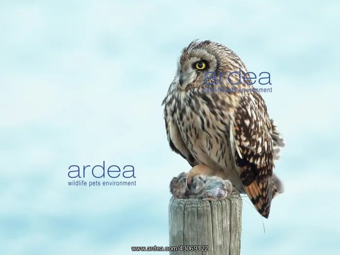: Short-eared Owl : Short-eared Owl