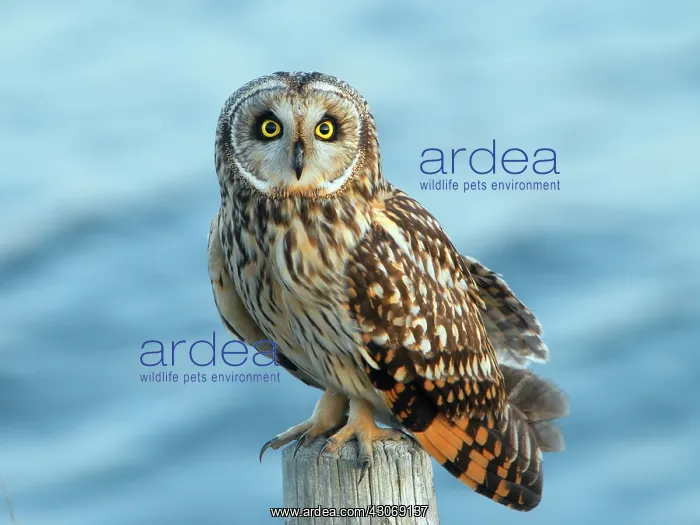 : Short-eared Owl : Short-eared Owl