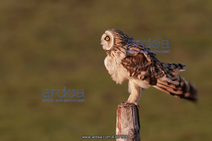 : Short-eared Owl : Short-eared Owl