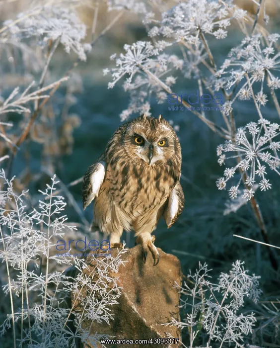 : Short-eared Owl : Short-eared Owl