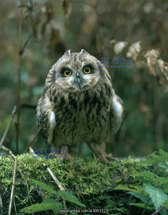 : Short-eared Owl : Short-eared Owl