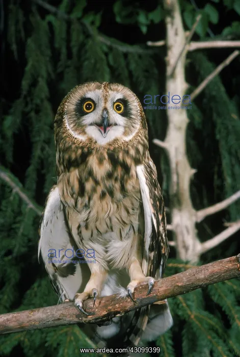 : Short Eared Owl : Short Eared Owl