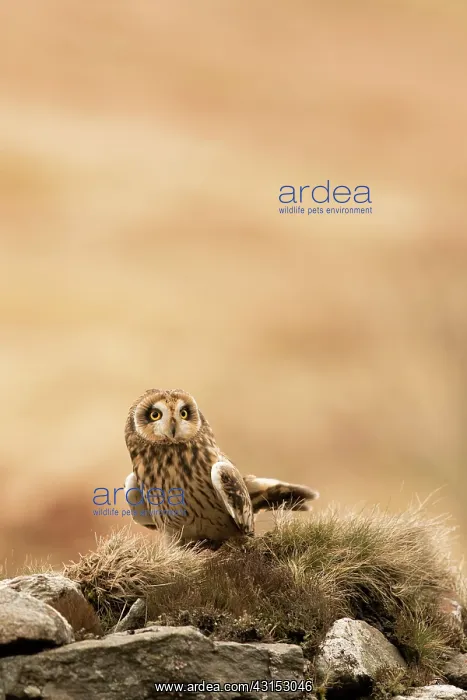 : Short-eared Owl : Short-eared Owl