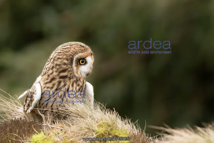: Short-eared Owl : Short-eared Owl