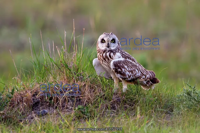 : Short-eared Owl : Short-eared Owl