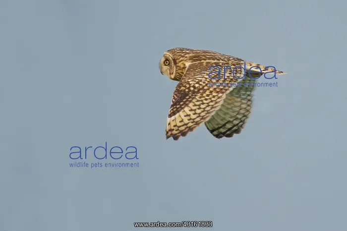 : Short-eared Owl : Short-eared Owl