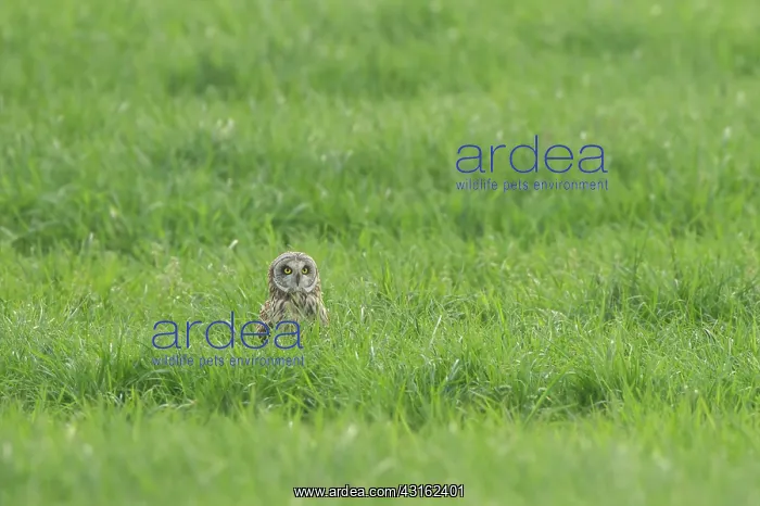 : Short-eared Owl : Short-eared Owl