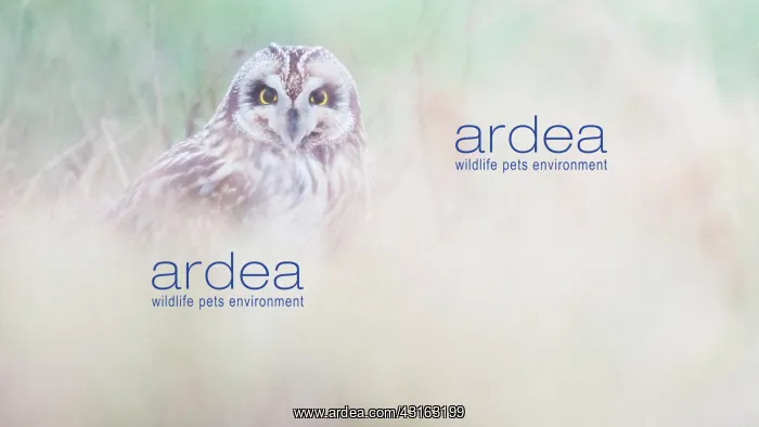 : Short-eared Owl : Short-eared Owl