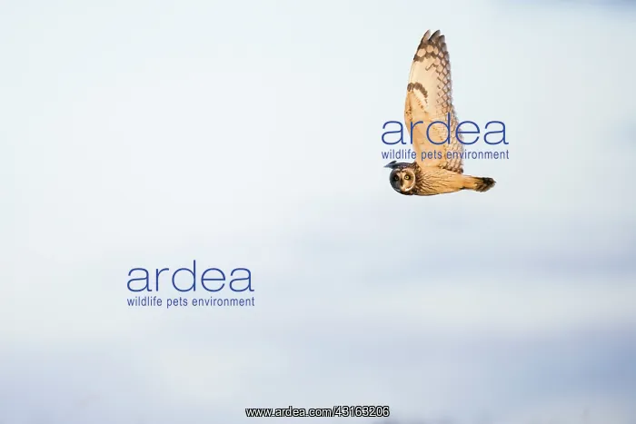 : Short-eared Owl : Short-eared Owl