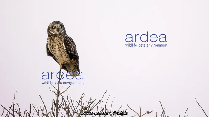 : Short-eared Owl : Short-eared Owl