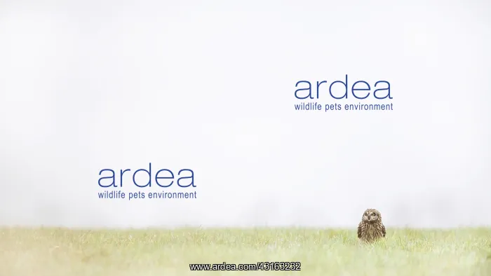 : Short-eared Owl : Short-eared Owl