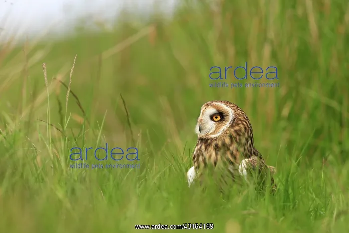 : Short-eared Owl : Short-eared Owl