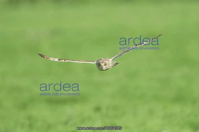 : Short-eared Owl : Short-eared Owl