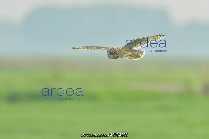 : Short-eared Owl : Short-eared Owl