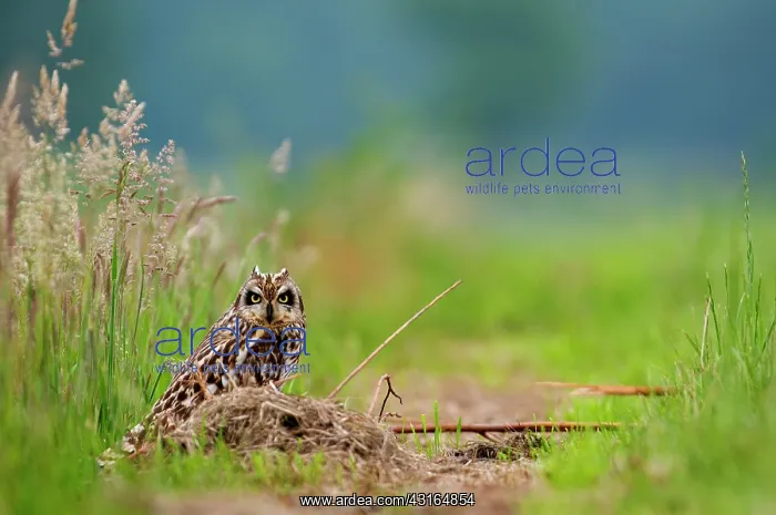 : Short-eared Owl : Short-eared Owl