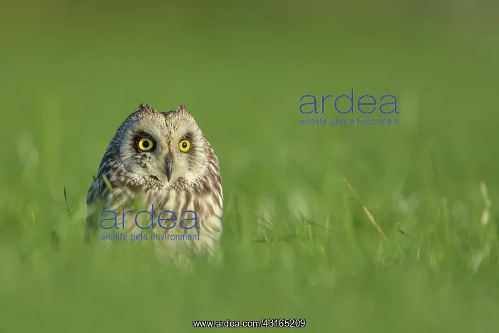 : Short-eared Owl : Short-eared Owl