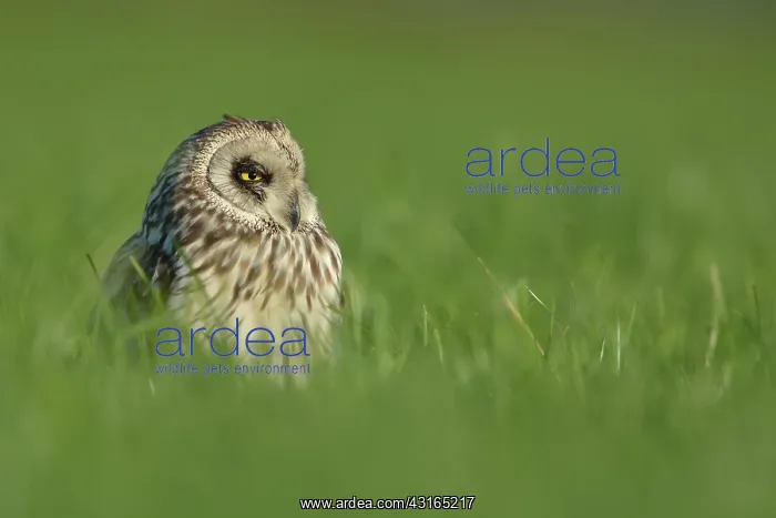 : Short-eared Owl : Short-eared Owl