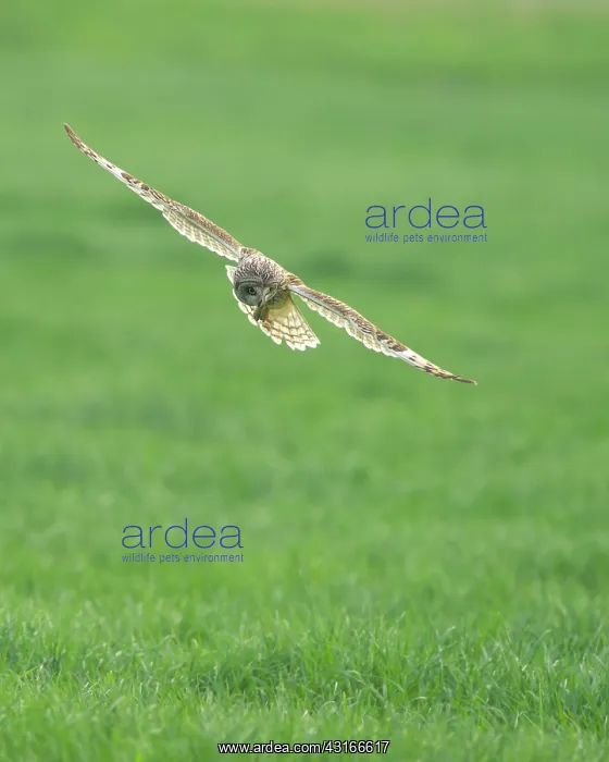: Short-eared Owl : Short-eared Owl