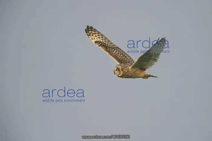 : Short-eared Owl : Short-eared Owl
