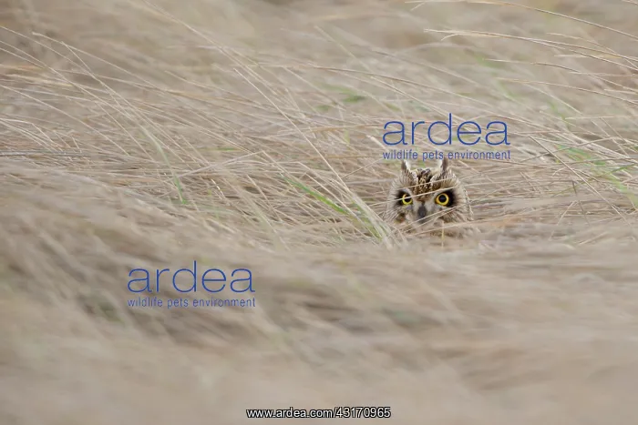 : Short-eared Owl : Short-eared Owl