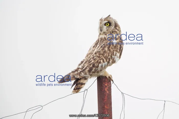 : Short-eared Owl : Short-eared Owl