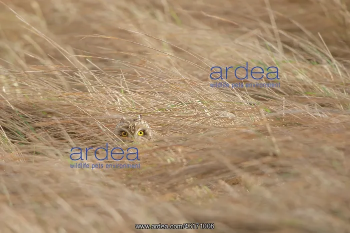 : Short-eared Owl : Short-eared Owl