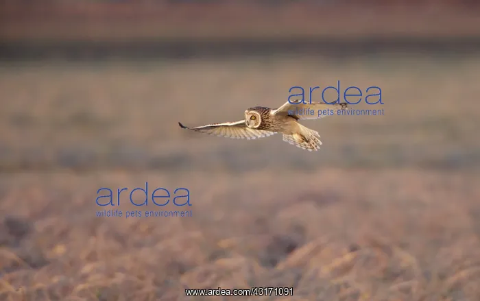 : Short-eared Owl : Short-eared Owl
