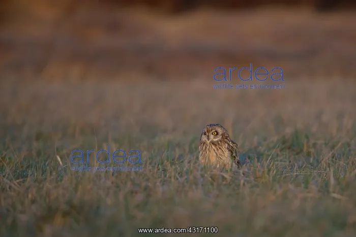 : Short-eared Owl : Short-eared Owl
