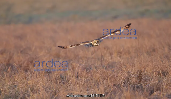: Short-eared Owl : Short-eared Owl