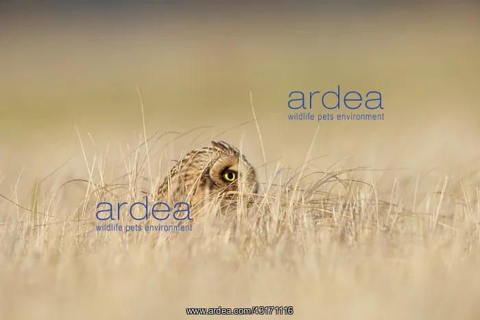 : Short-eared Owl : Short-eared Owl