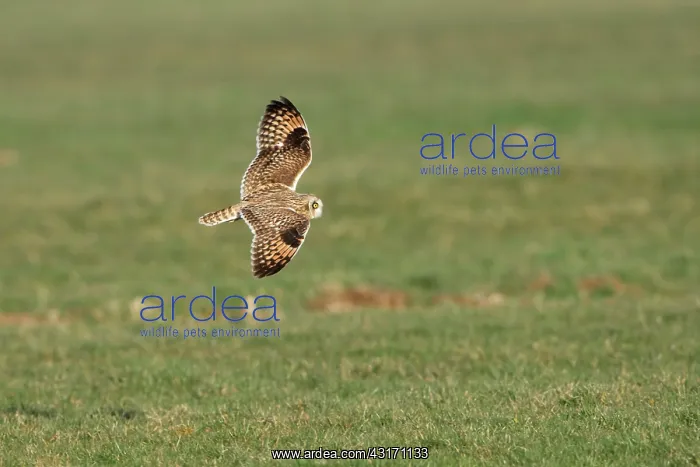 : Short-eared Owl : Short-eared Owl