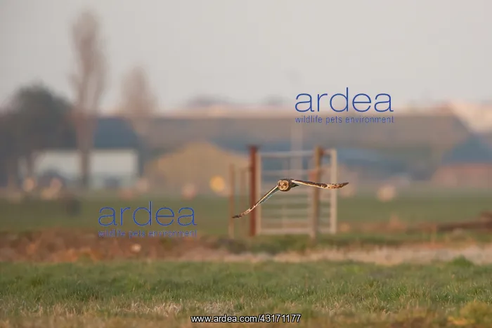 : Short-eared Owl : Short-eared Owl
