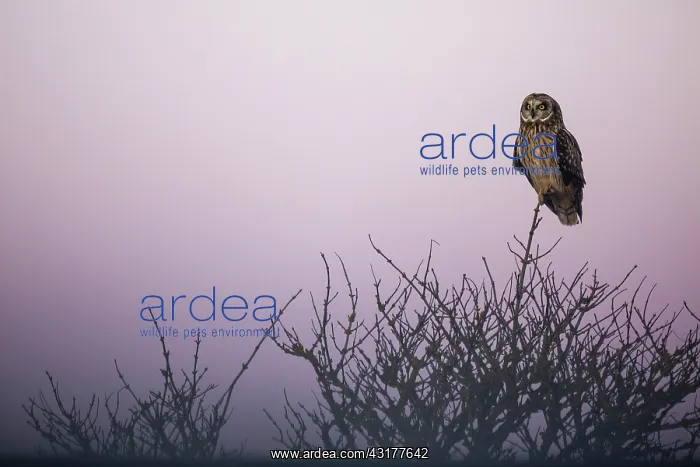 : Short-eared Owl : Short-eared Owl