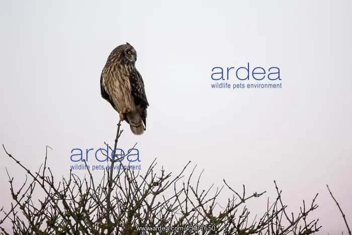 : Short-eared Owl : Short-eared Owl