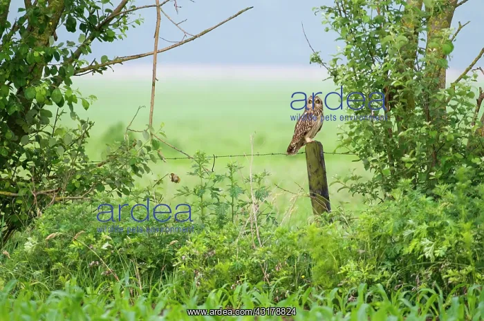 : Short-eared Owl : Short-eared Owl