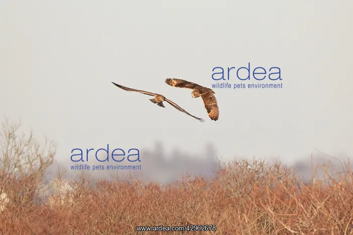 : Short-eared Owl - with adult female Hen / Northern : Short-eared Owl - with adult female Hen / Northern