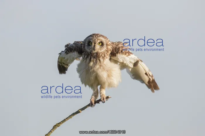 : Short-eared Owl - adult owl grooming - Germany : Short-eared Owl - adult owl grooming - Germany