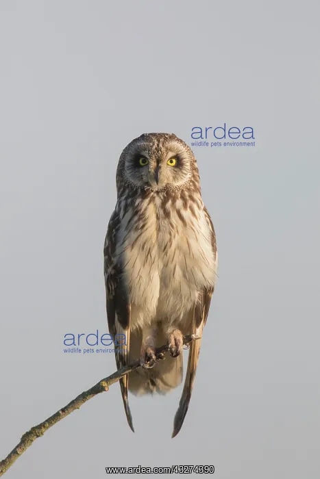 : Short-eared Owl - adult owl perched on a twig - : Short-eared Owl - adult owl perched on a twig -