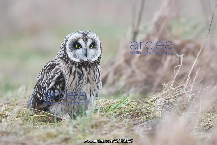: Short-eared Owl (Asio flammeus), Lower Saxony, Germany : Short-eared Owl (Asio flammeus), Lower Saxony, Germany