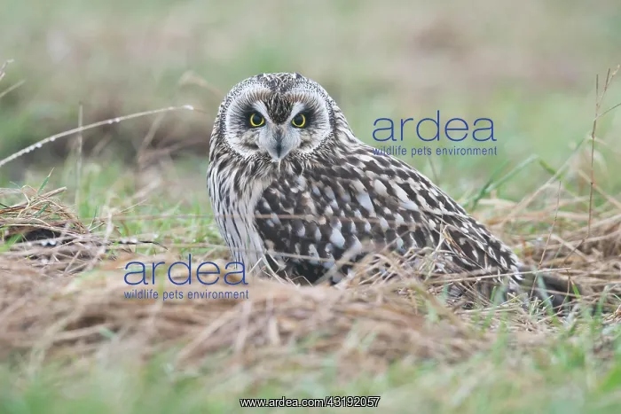 : Short-eared Owl (Asio flammeus), Lower Saxony, Germany : Short-eared Owl (Asio flammeus), Lower Saxony, Germany