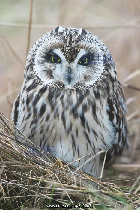 : Short-eared Owl (Asio flammeus), Lower Saxony, Germany : Short-eared Owl (Asio flammeus), Lower Saxony, Germany