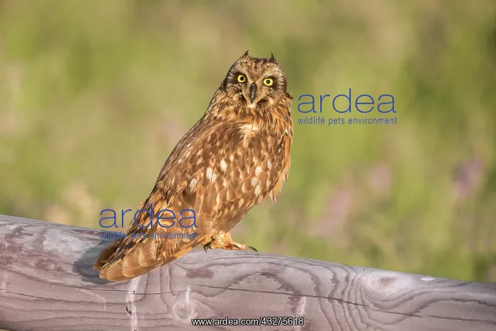 : Short-eared Owl, Asio flammeus. Perched on fence in earlly m : Short-eared Owl, Asio flammeus. Perched on fence in earlly m