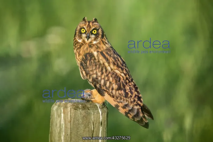 : Short-eared Owl, Asio flammeus. Perched on fence in earlly m