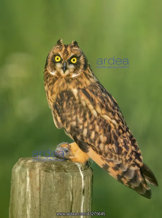 : Short-eared Owl, Asio flammeus. Perched on fence in earlly m : Short-eared Owl, Asio flammeus. Perched on fence in earlly m