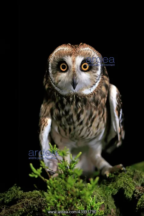 : Short-eared owl (Asio flammeus), adult, at night : Short-eared owl (Asio flammeus), adult, at night