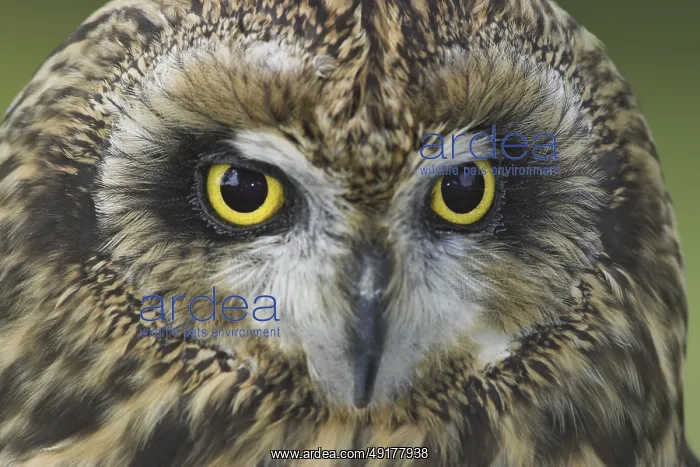 : Short-eared Owl (Asio flammeus), Alberta, Canada : Short-eared Owl (Asio flammeus), Alberta, Canada