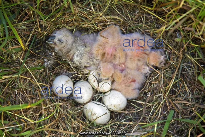 : Short-eared owl (Asio flammeus) (Asio accipitrinus) : Short-eared owl (Asio flammeus) (Asio accipitrinus)
