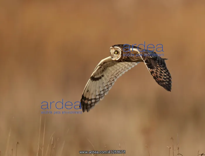 : A Short-eared Owl (Asio flammeus) flying over a : A Short-eared Owl (Asio flammeus) flying over a