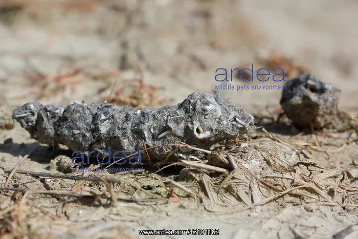 : Short-eared owl (Asio flammeus), pellet : Short-eared owl (Asio flammeus), pellet