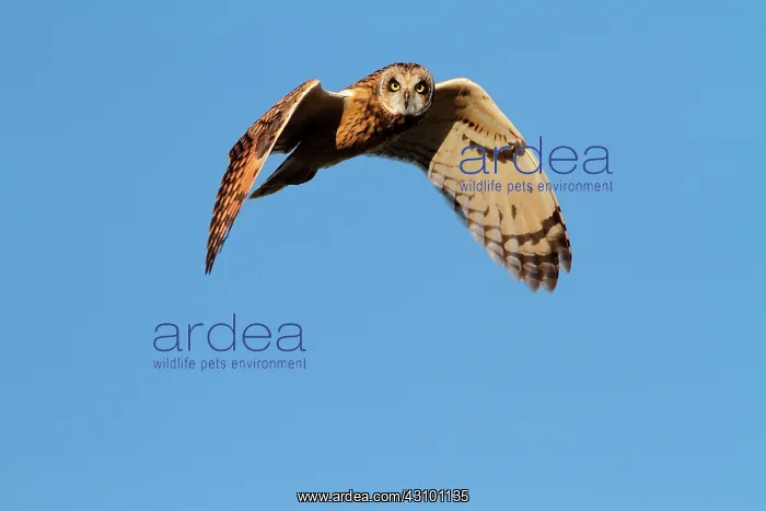 : Short-eared Owl (Asio flammeus), wintering in Vendee : Short-eared Owl (Asio flammeus), wintering in Vendee